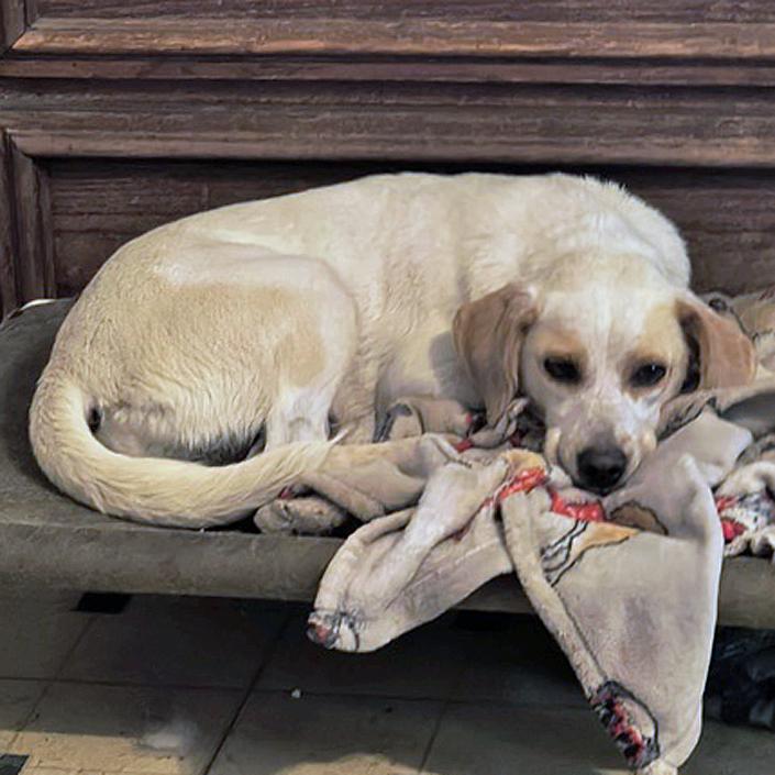 Enlarge Grace, an adopted mixed breed in London, OH image 5/6
