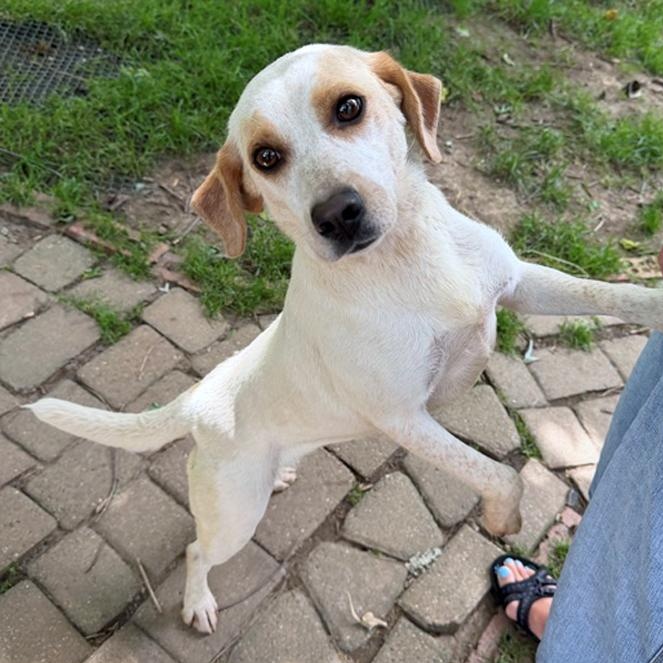 Enlarge Grace, an adopted mixed breed in London, OH image 3/6