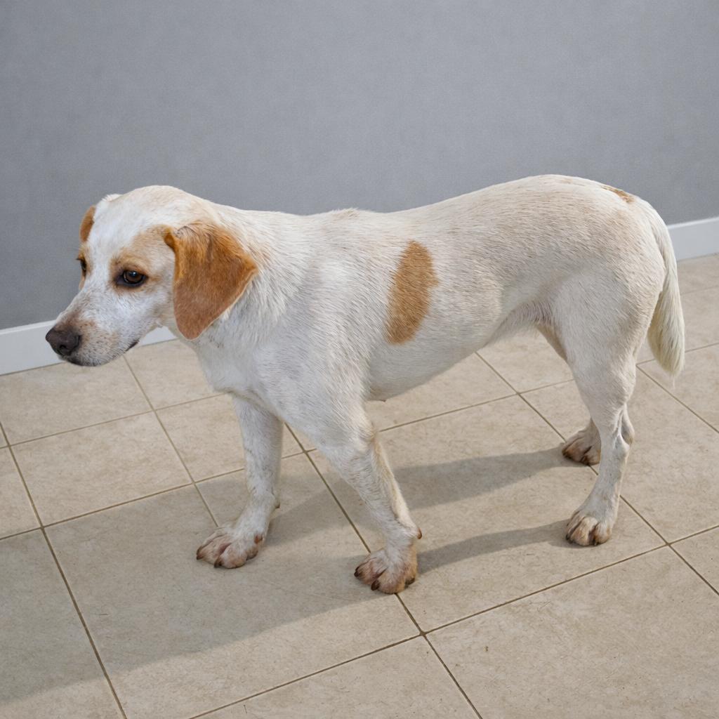 Enlarge Grace, an adopted mixed breed in London, OH image 6/6