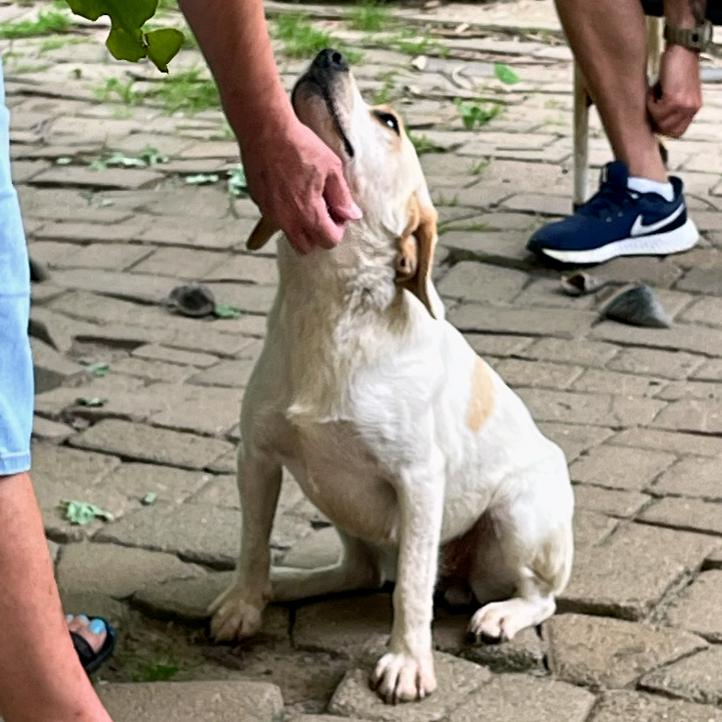 Enlarge Grace, an adopted mixed breed in London, OH image 2/6