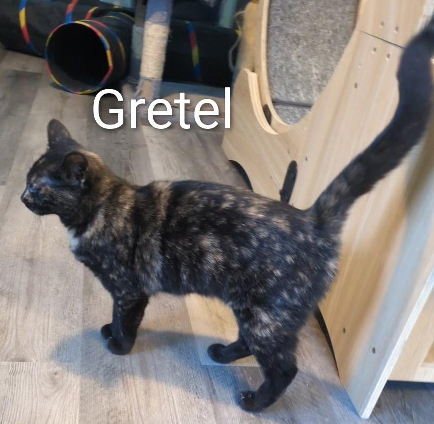 Gretel, ADOPTABLE, Kitten Female Domestic Short Hair.
