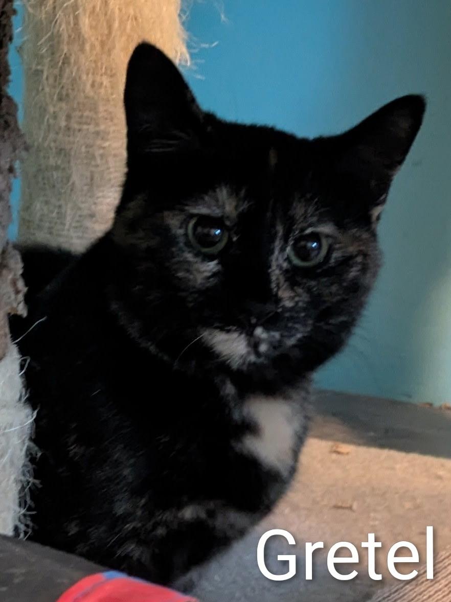 Enlarge Gretel, a ADOPTABLE Domestic Short Hair in Mears, MI image 2/3