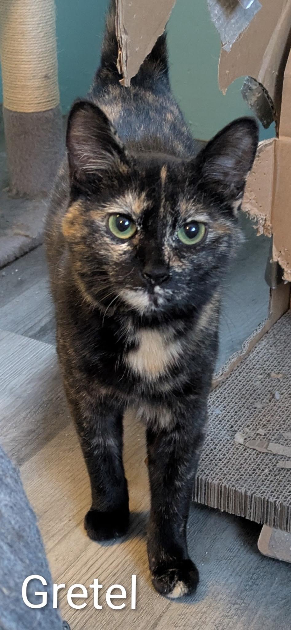 Gretel, ADOPTABLE, Kitten Female Domestic Short Hair.