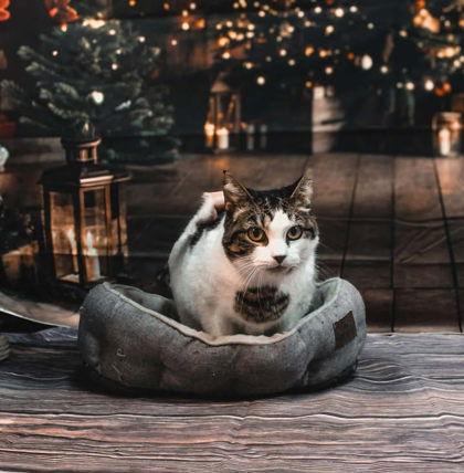 Enlarge Sabrina, a Adoptable Domestic Short Hair in Sullivan, IN image 1/3