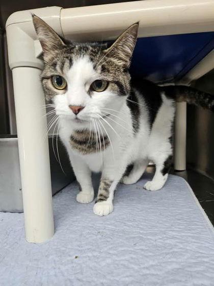 Enlarge Sabrina, a Adoptable Domestic Short Hair in Sullivan, IN image 2/3