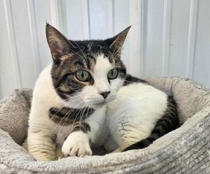 Enlarge Sabrina, a Adoptable Domestic Short Hair in Sullivan, IN image 3/3