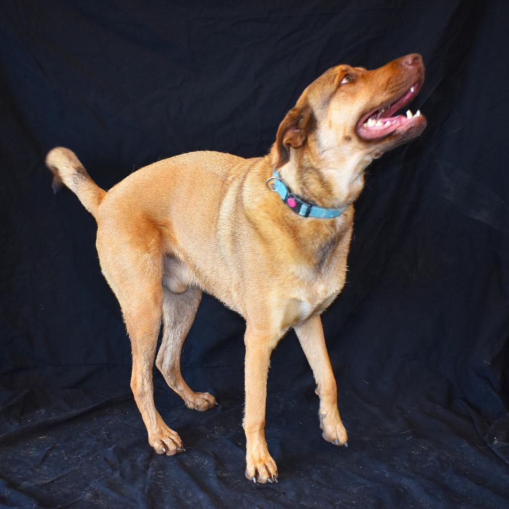 Haze (Hazel), a Adoptable mixed breed in Rifle, CO image 2/6