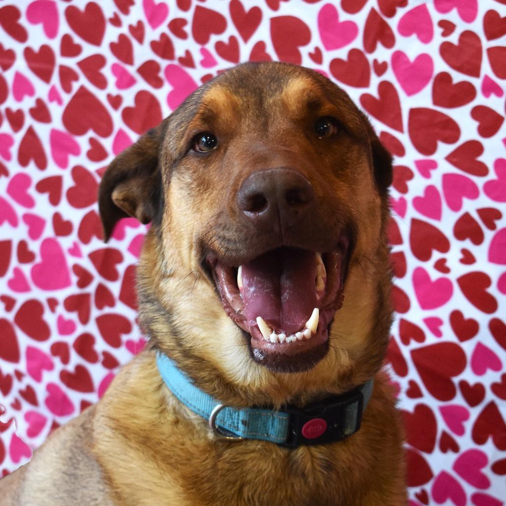 Haze (Hazel), a Adoptable mixed breed in Rifle, CO image 6/6