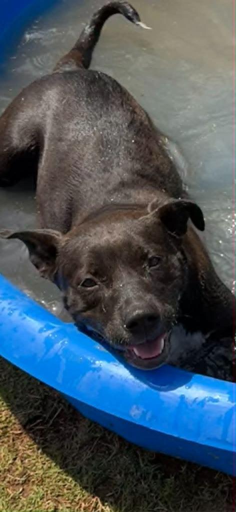Enlarge Cayenne, a Adoptable mixed breed in East Ridge, TN image 1/1