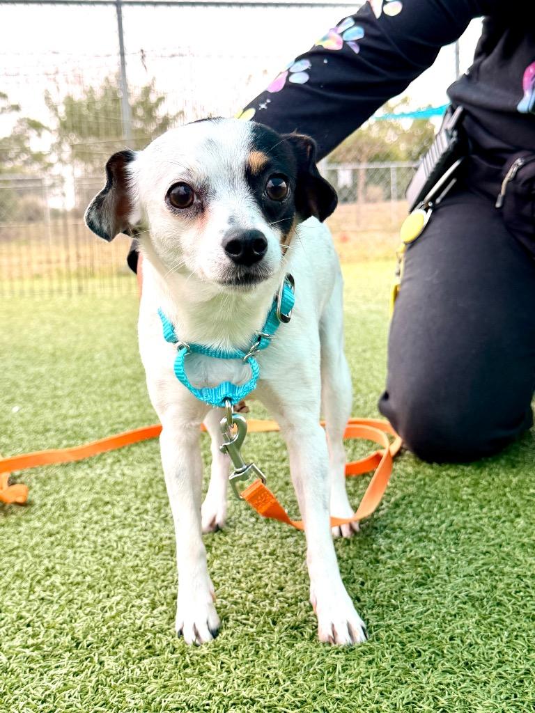 Enlarge Genesee, a Adoptable mixed breed in Cape Coral, FL image 1/1