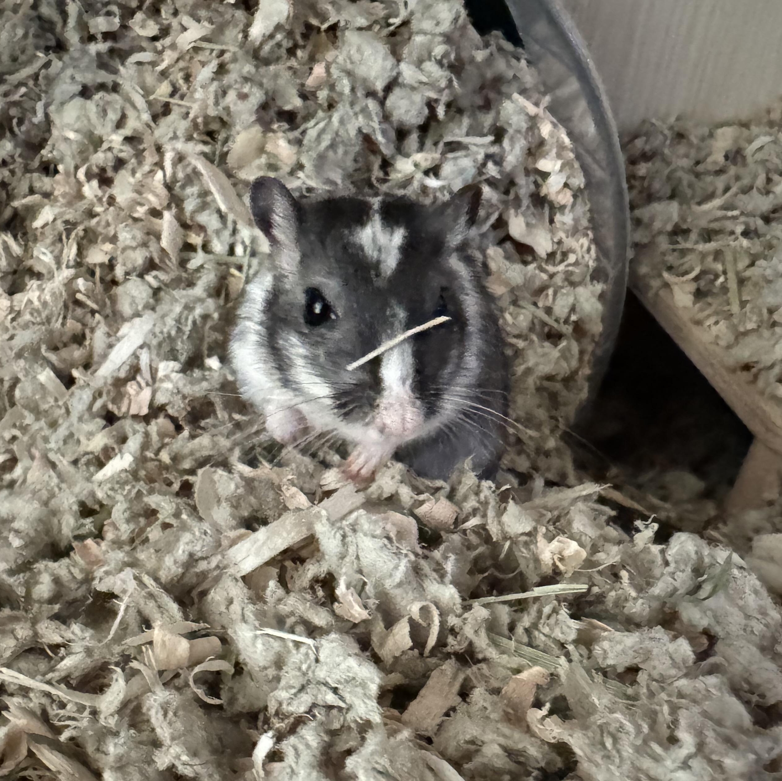 Enlarge Pepper, Honey & Shadow, a ADOPTABLE Gerbil in Springfield, OR image 4/5