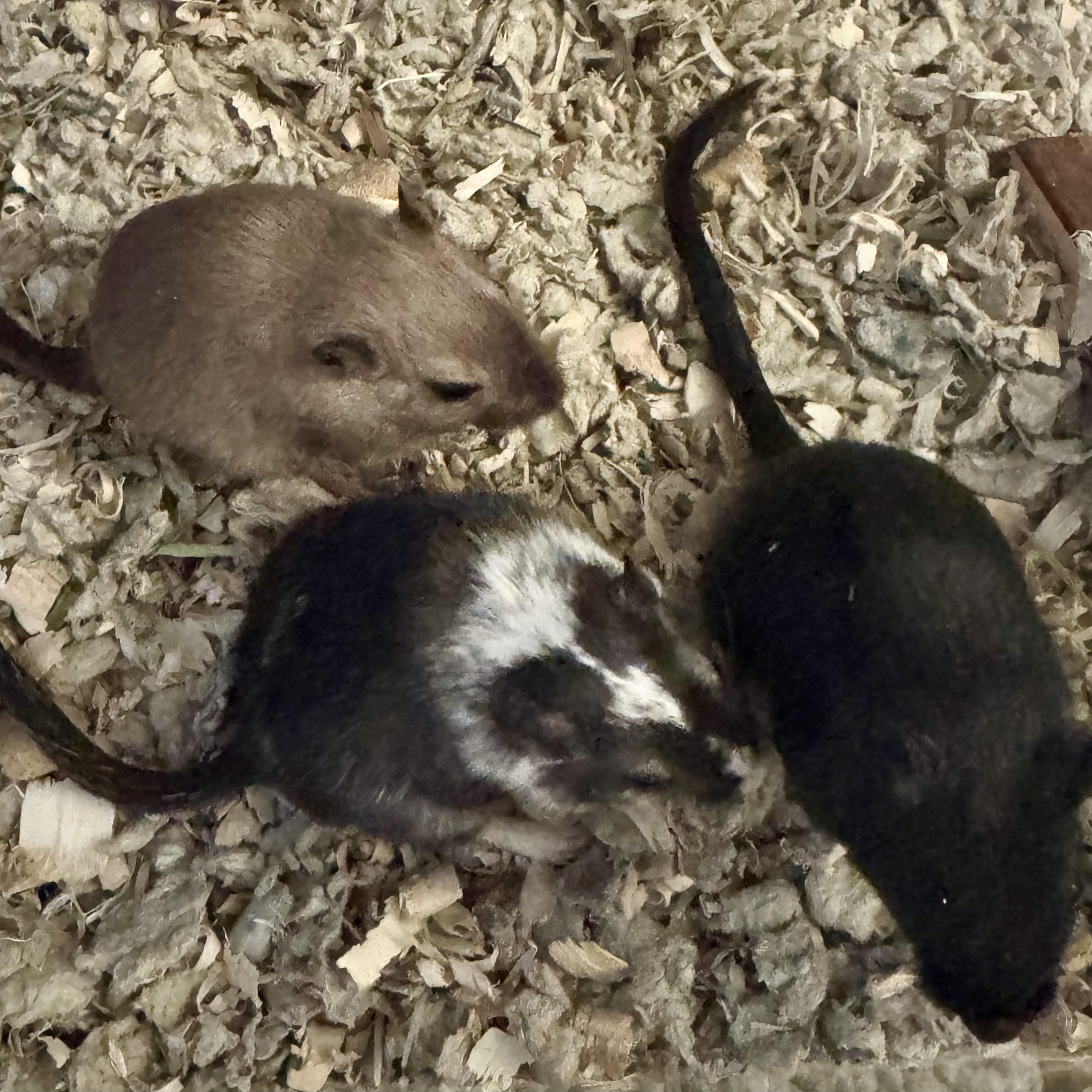 Enlarge Pepper, Honey & Shadow, a ADOPTABLE Gerbil in Springfield, OR image 5/5