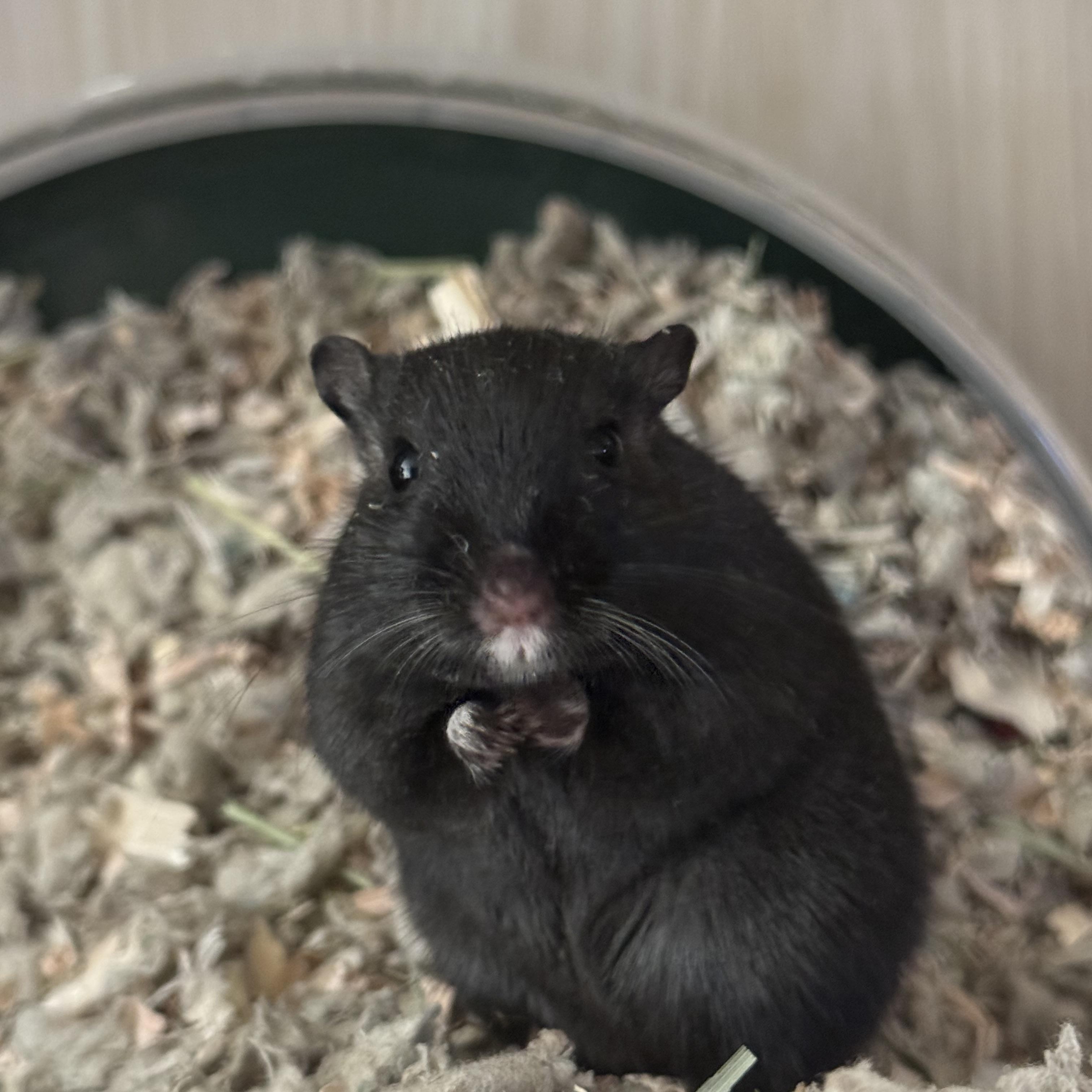 Enlarge Pepper, Honey & Shadow, a ADOPTABLE Gerbil in Springfield, OR image 2/5