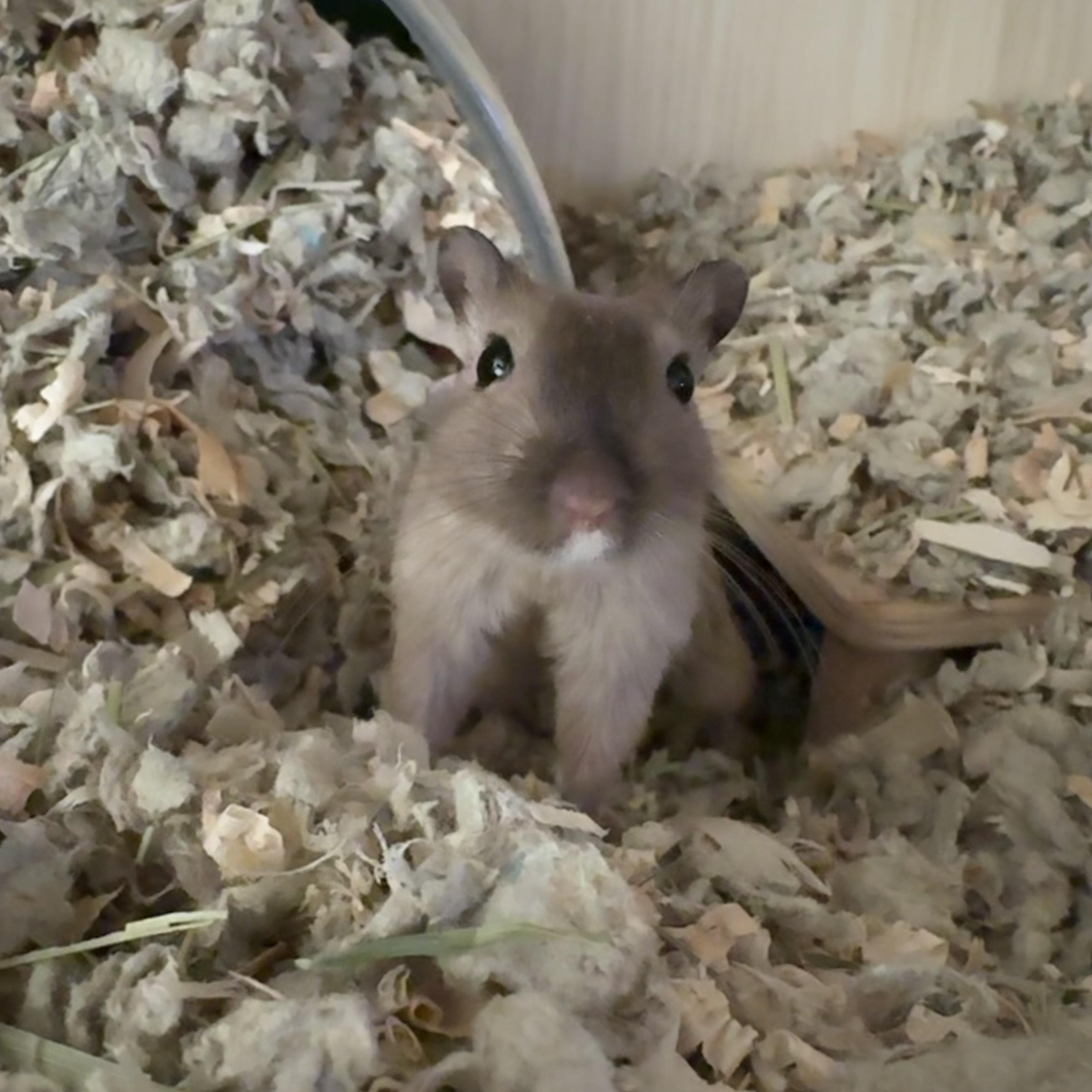 Enlarge Pepper, Honey & Shadow, a ADOPTABLE Gerbil in Springfield, OR image 3/5