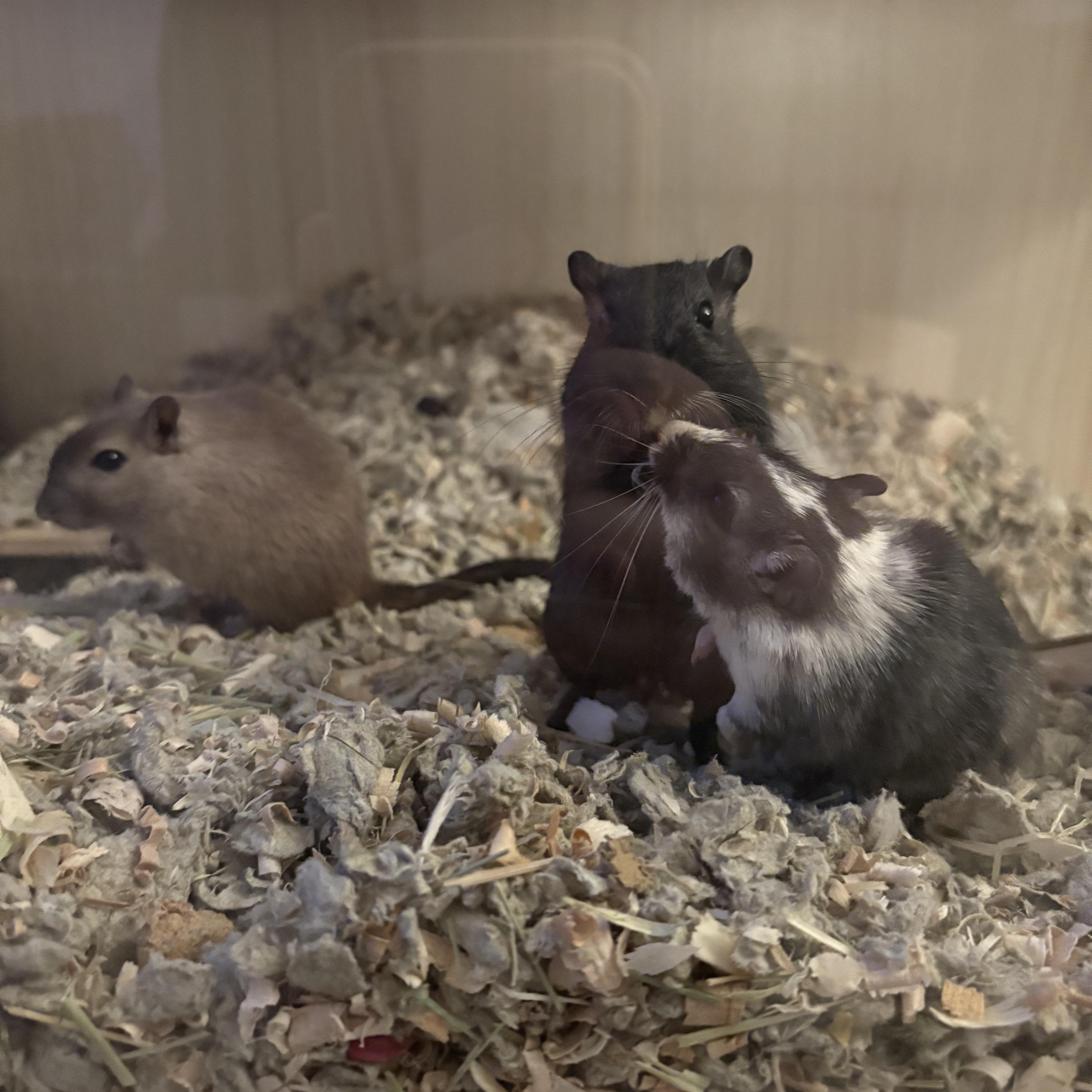 Pepper, Honey & Shadow, ADOPTABLE, Young Female Gerbil.