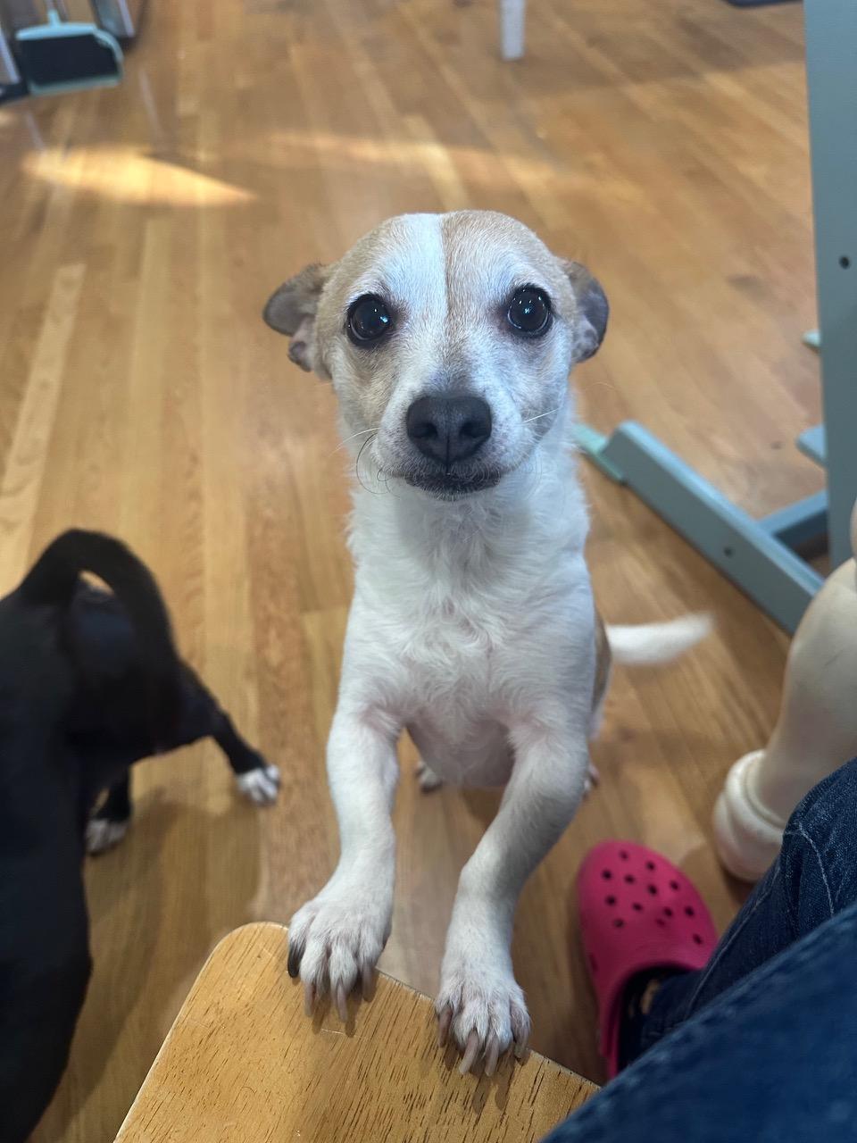 Holly - Cuddly ChiWeenie/Terrier looking for a cuddle buddy, adopted, Adult Female Chihuahua & Dachshund.
