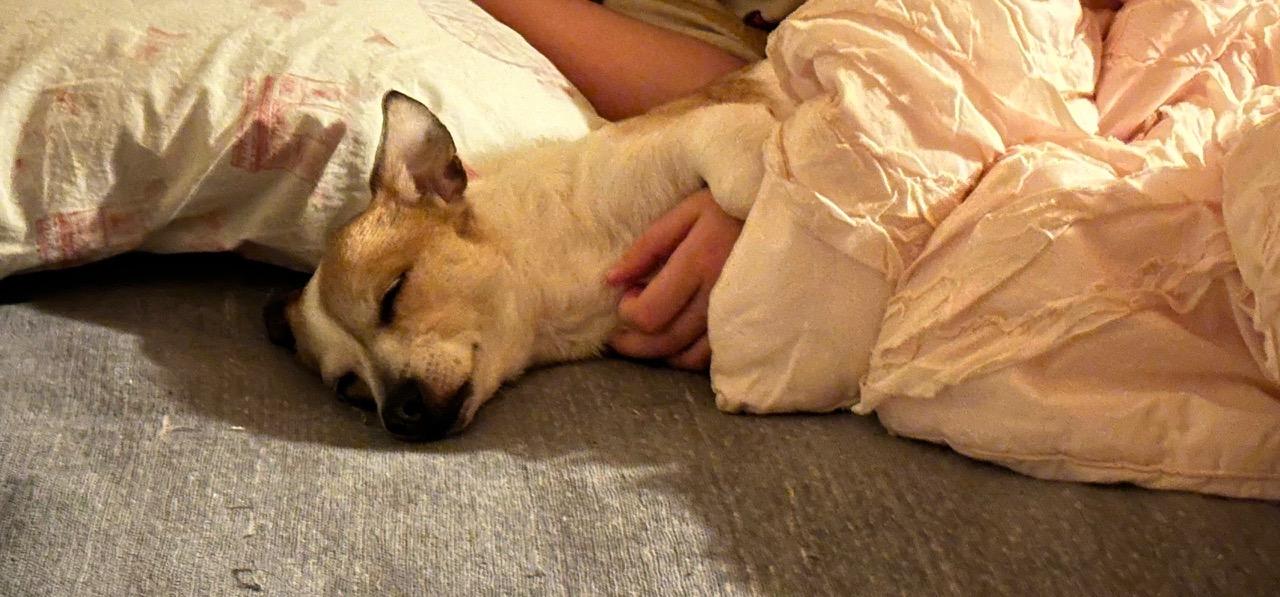 Enlarge Holly - Cuddly ChiWeenie/Terrier looking for a cuddle buddy, an adopted mixed breed in Kirkland, WA image 3/3
