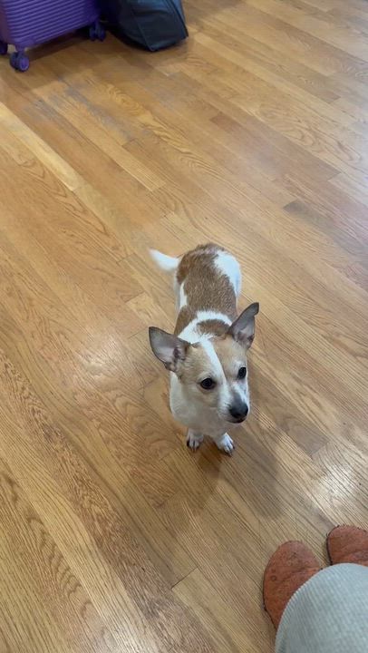Enlarge Holly - Cuddly ChiWeenie/Terrier looking for a cuddle buddy, an adopted mixed breed in Kirkland, WA video 2/3
