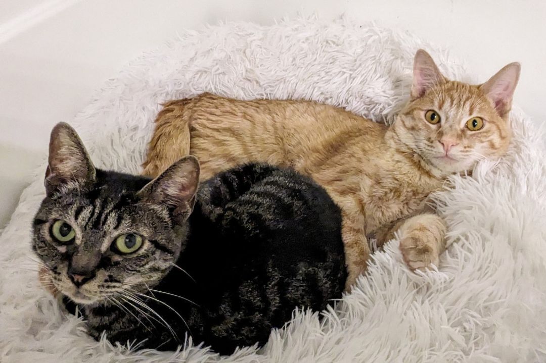 Millie + Orville, Adoptable, Young Female Domestic Short Hair.