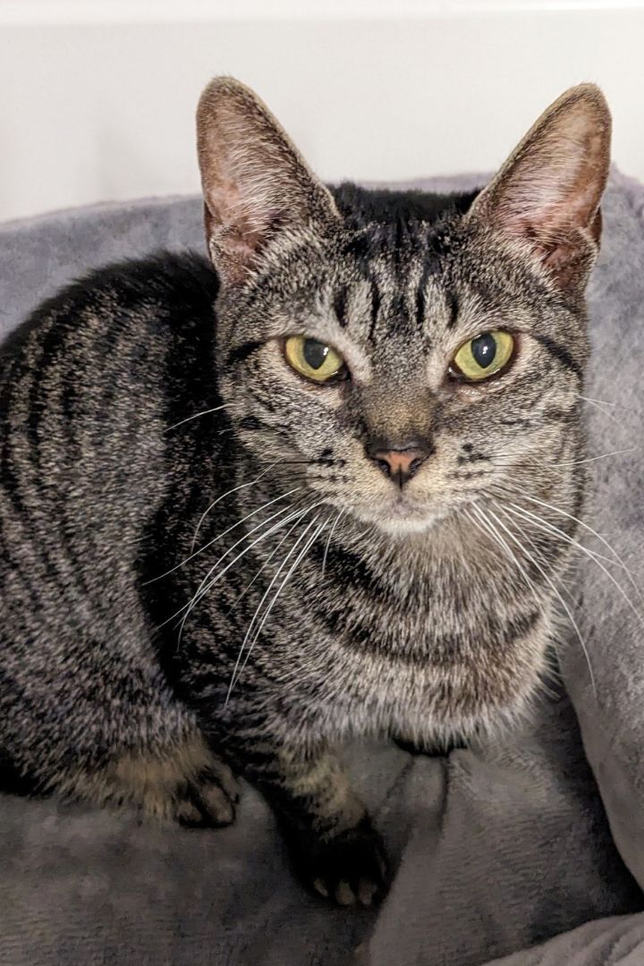 Millie + Orville, a Adoptable Domestic Short Hair in Pasadena, CA image 2/18