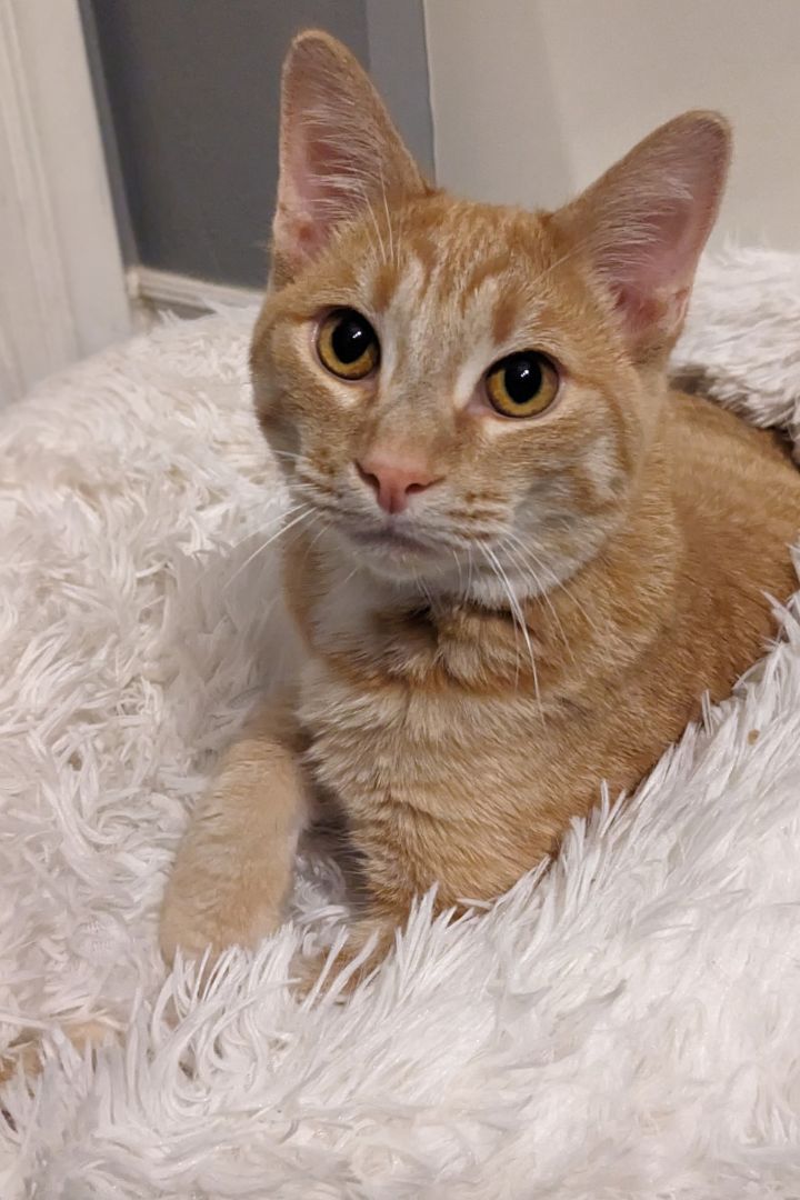 Millie + Orville, a Adoptable Domestic Short Hair in Pasadena, CA image 3/18