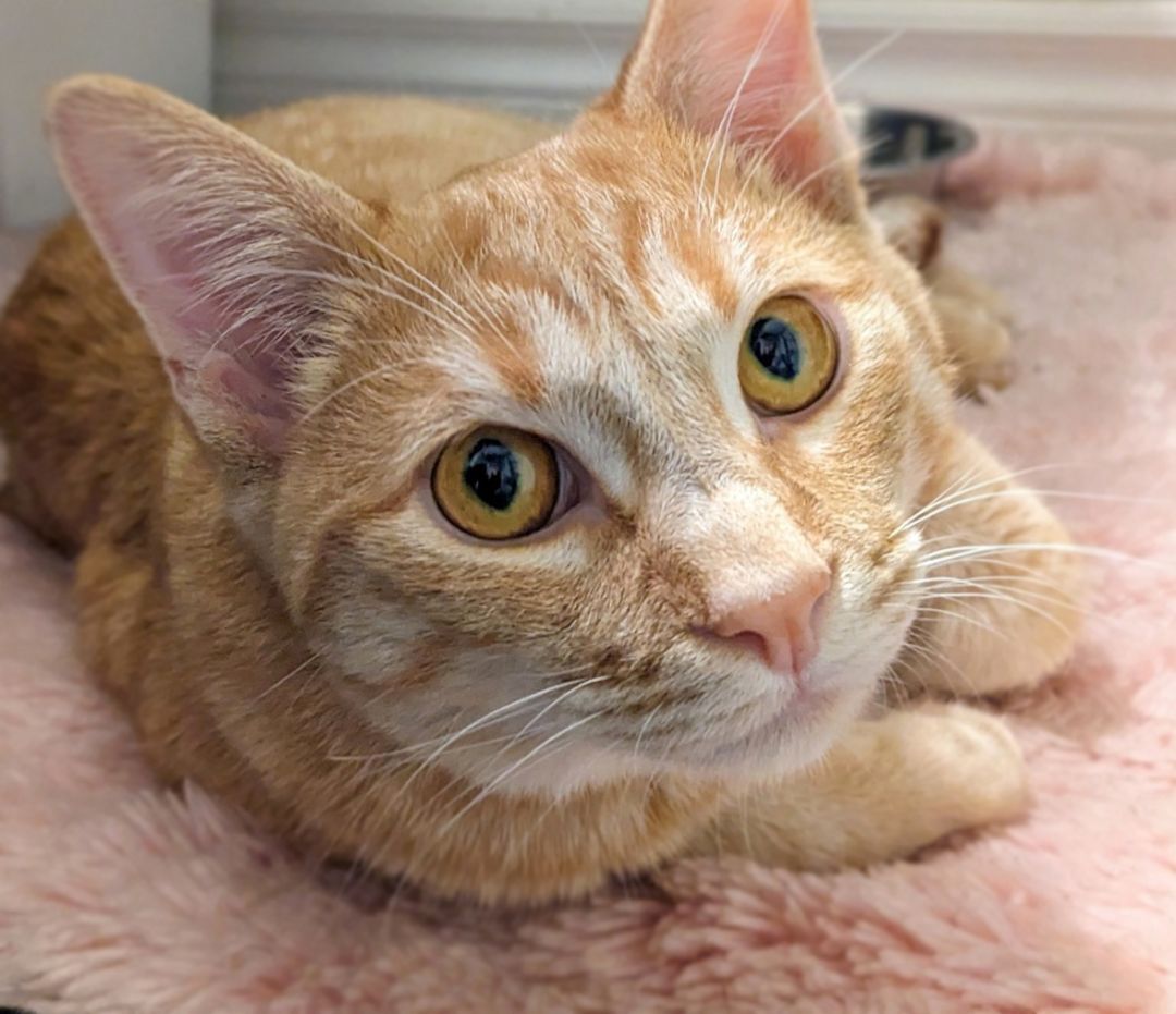 Millie + Orville, Adoptable, Young Female Domestic Short Hair.