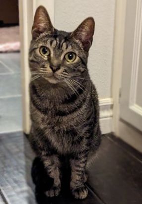 Millie + Orville, a Adoptable Domestic Short Hair in Pasadena, CA image 5/18