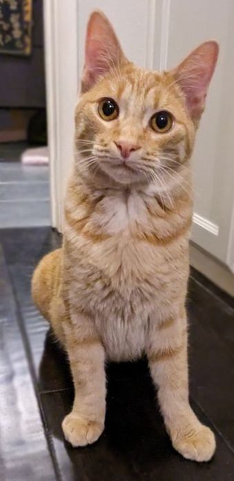 Millie + Orville, a Adoptable Domestic Short Hair in Pasadena, CA image 6/18