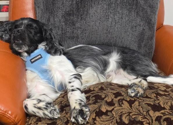 Enlarge Leo, a Adoptable Cocker Spaniel in Westminster, MD image 1/3