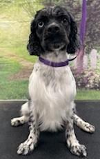 Enlarge Leo, a Adoptable Cocker Spaniel in Westminster, MD image 3/3