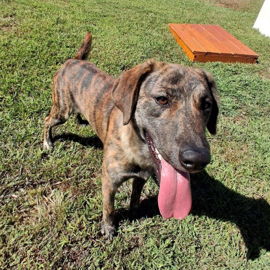 Saxaphone, Adoptable, Puppy Male Plott Hound.