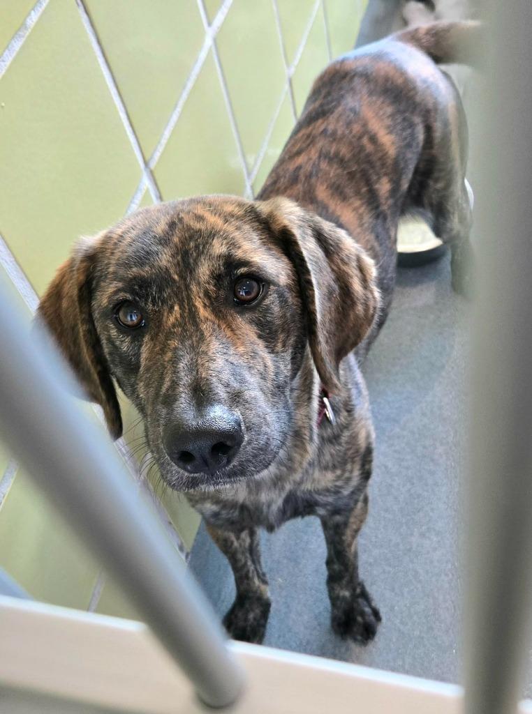 Enlarge Saxaphone, a Adoptable Plott Hound in Blountville, TN image 2/4