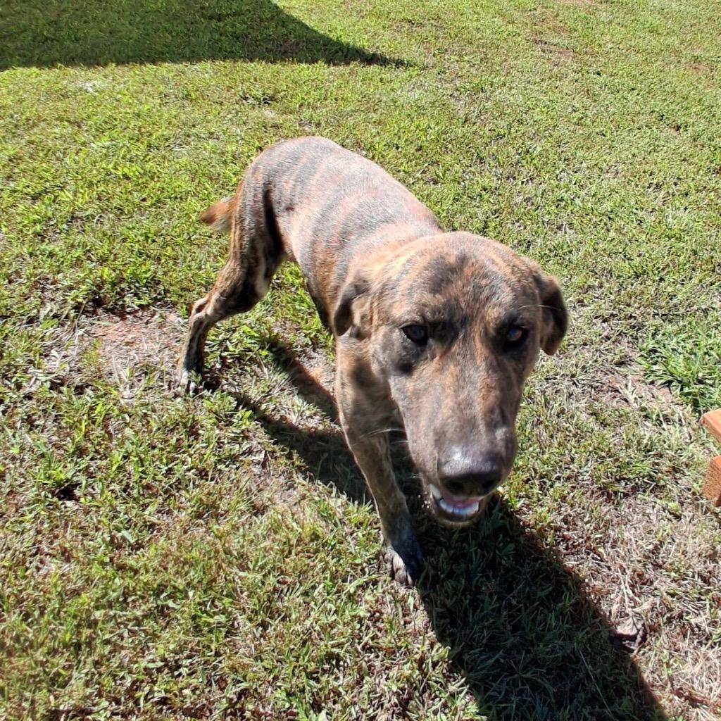 Enlarge Saxaphone, a Adoptable Plott Hound in Blountville, TN image 3/4
