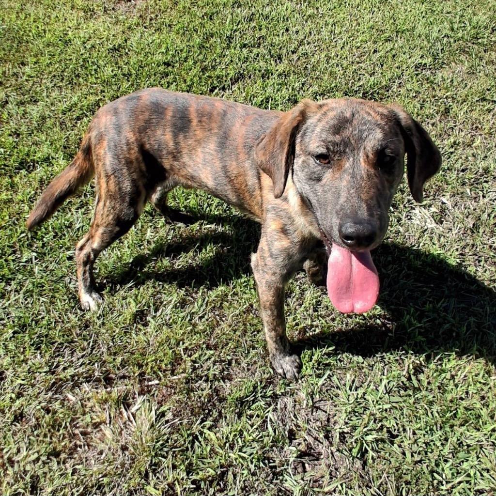 Enlarge Saxaphone, a Adoptable Plott Hound in Blountville, TN image 4/4