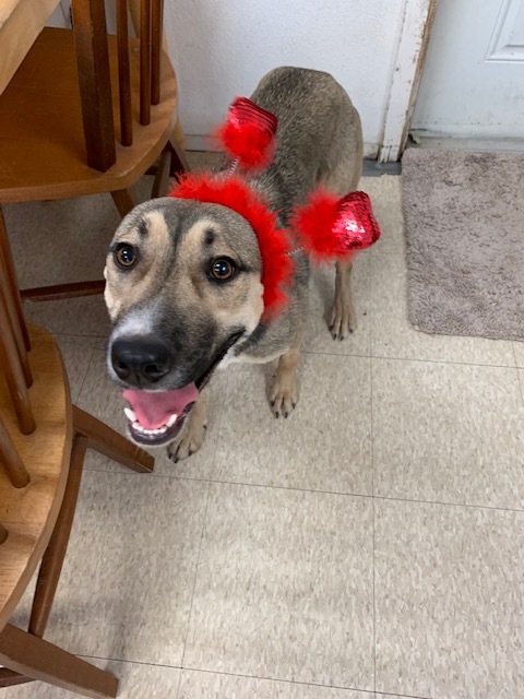 Enlarge Maggie, a Adoptable mixed breed in Fair Oaks Ranch, TX image 7/11