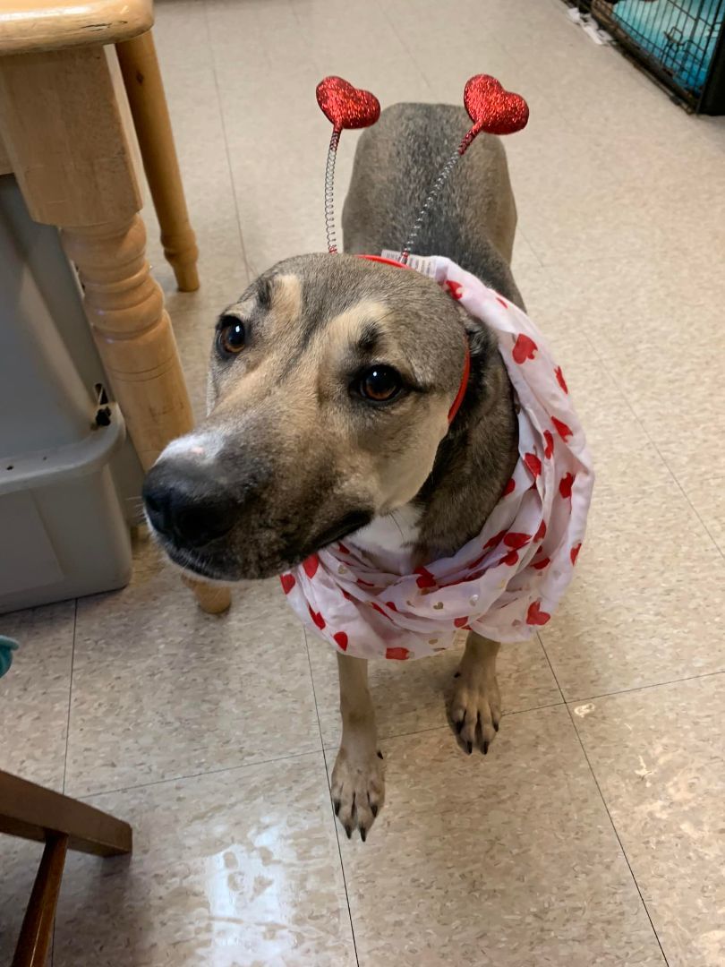 Enlarge Maggie, a Adoptable mixed breed in Fair Oaks Ranch, TX image 8/11