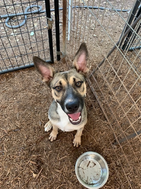 Maggie, Adoptable, Young Female Shepherd & Labrador Retriever.