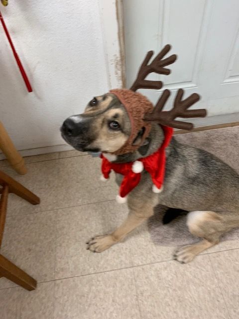 Enlarge Maggie, a Adoptable mixed breed in Fair Oaks Ranch, TX image 9/11