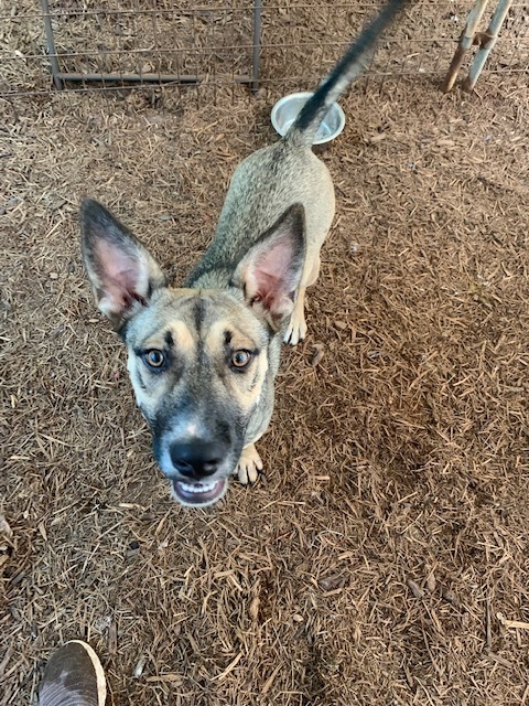 Enlarge Maggie, a Adoptable mixed breed in Fair Oaks Ranch, TX image 10/11