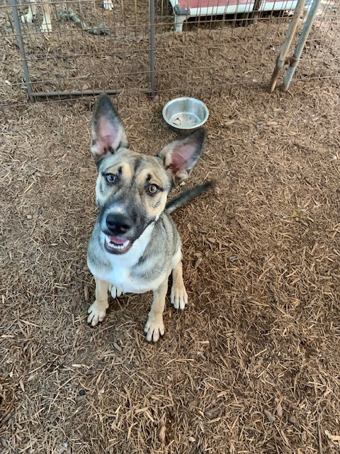 Enlarge Maggie, a Adoptable mixed breed in Fair Oaks Ranch, TX image 11/11