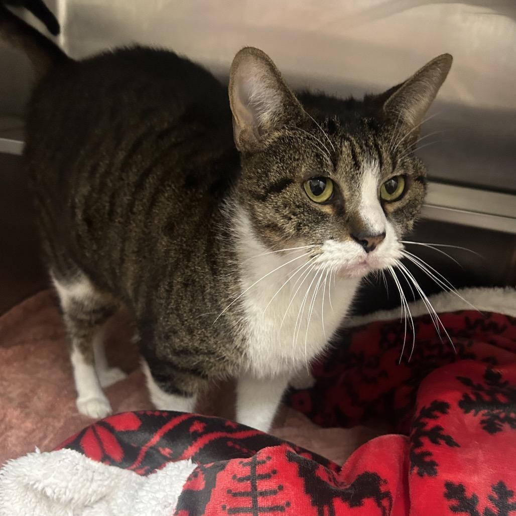 Enlarge Heathrow 28464, a Adoptable Domestic Short Hair in Middleburg, FL image 1/4