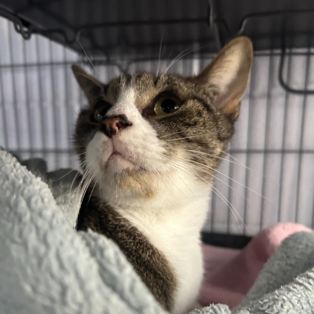 Enlarge Heathrow 28464, a Adoptable Domestic Short Hair in Middleburg, FL image 2/4