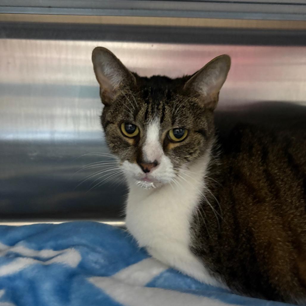 Enlarge Heathrow 28464, a Adoptable Domestic Short Hair in Middleburg, FL image 3/4