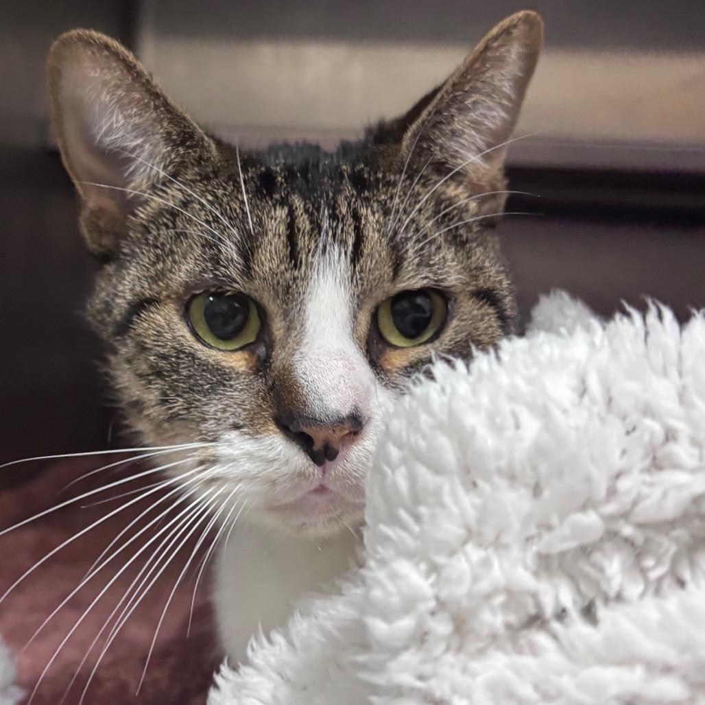 Enlarge Heathrow 28464, a Adoptable Domestic Short Hair in Middleburg, FL image 4/4