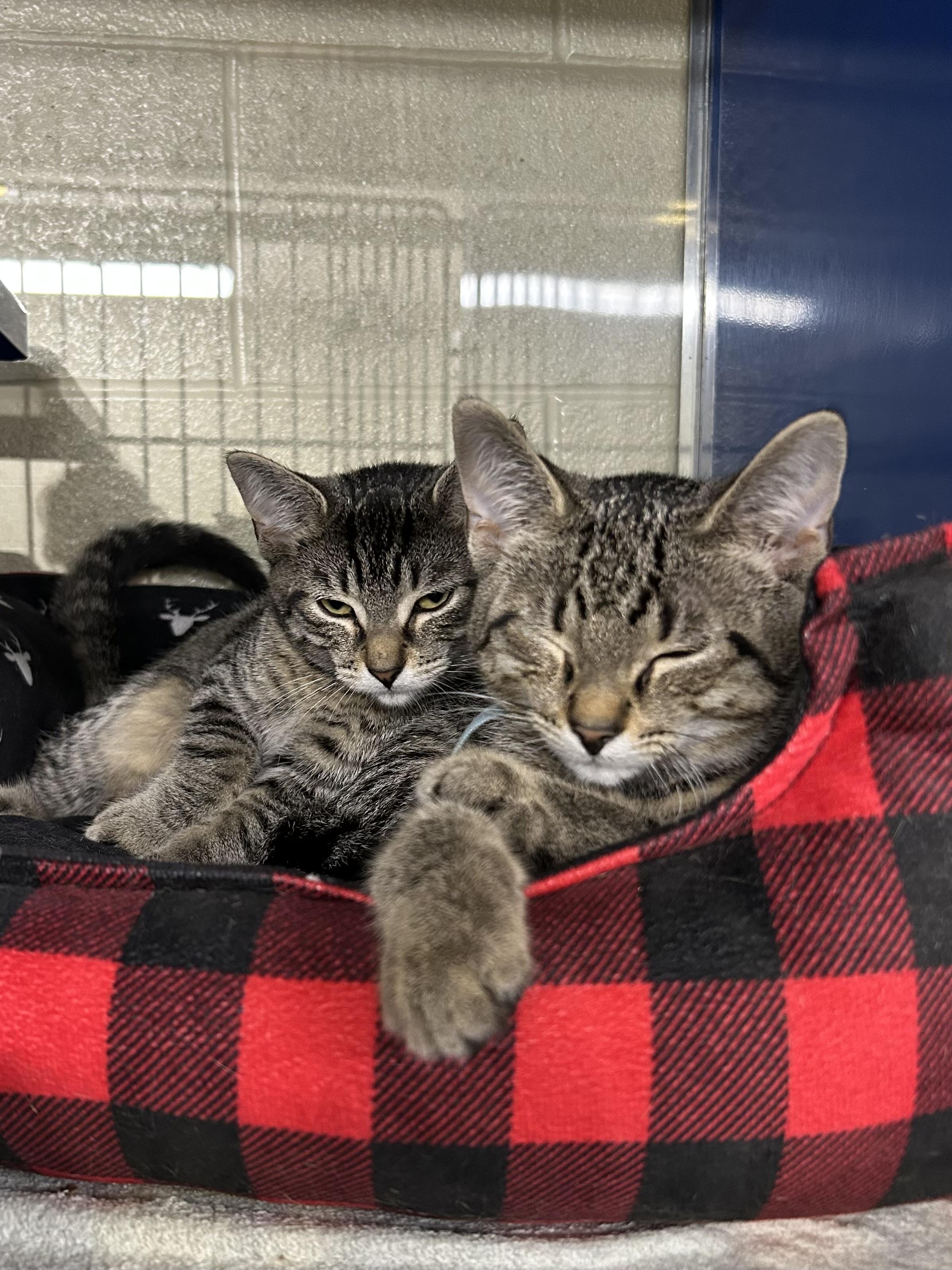 Stanley Hudson - Sales Rep - work-hard, nap-harder, Adoptable, Kitten Male Domestic Short Hair.