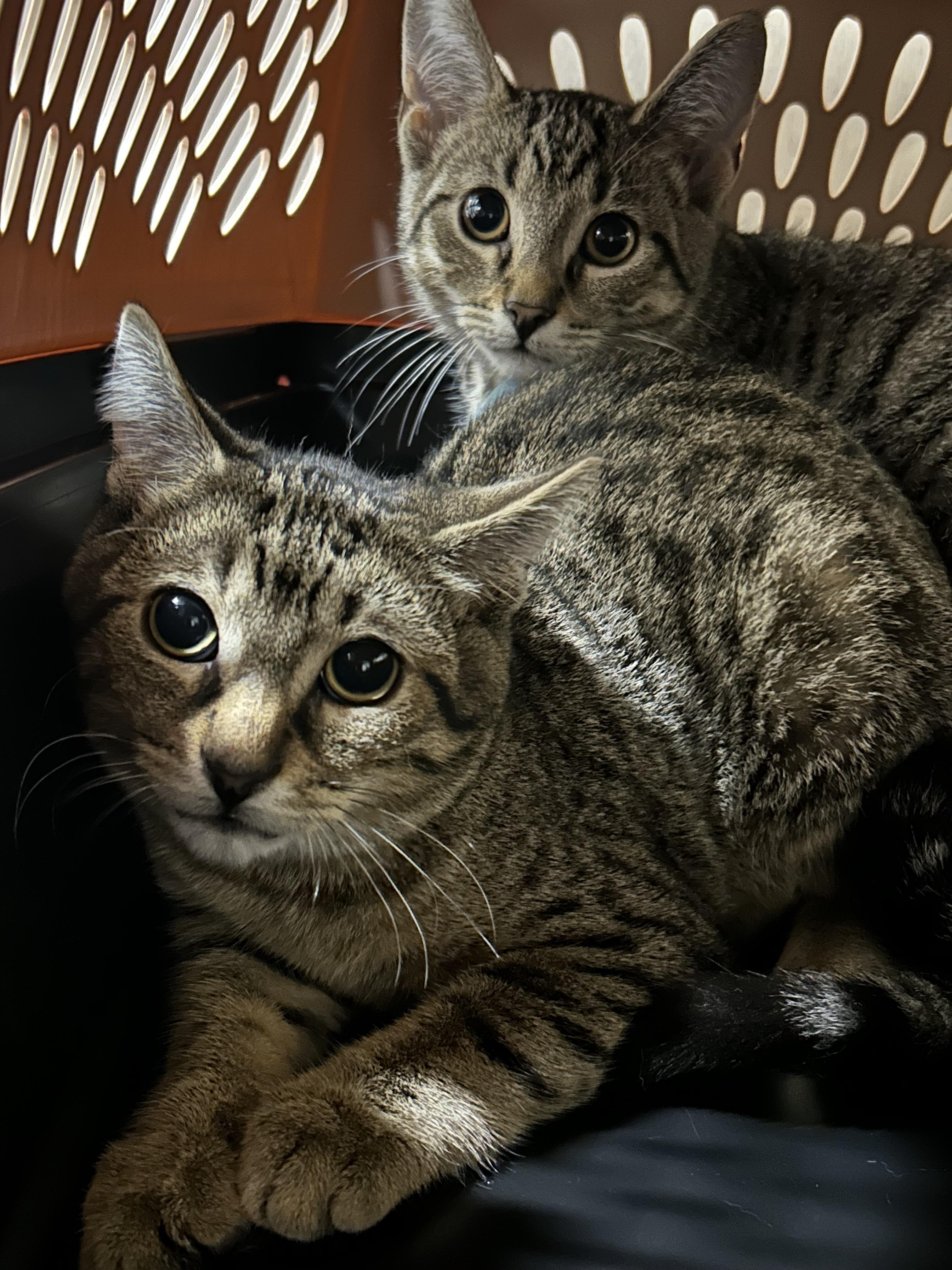 Enlarge Stanley Hudson - Sales Rep - work-hard, nap-harder, a Adoptable Domestic Short Hair in Caledon, ON image 2/2