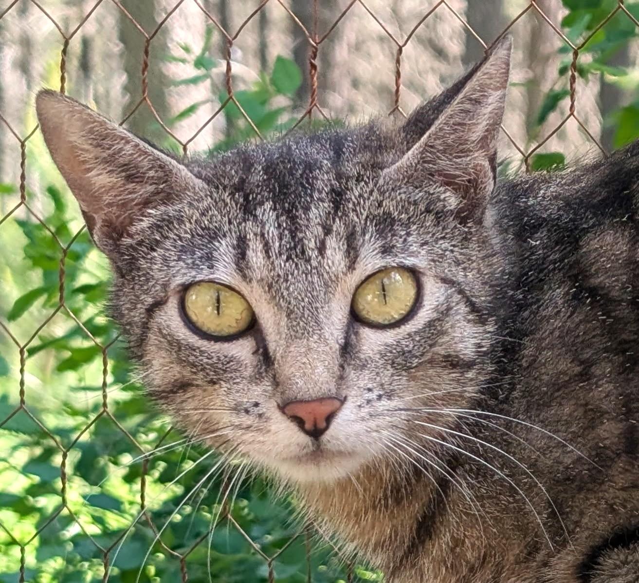 Enlarge Mika, Sweet, Gorgeous Girl, a ADOPTABLE Tabby in Newport, WA image 1/6