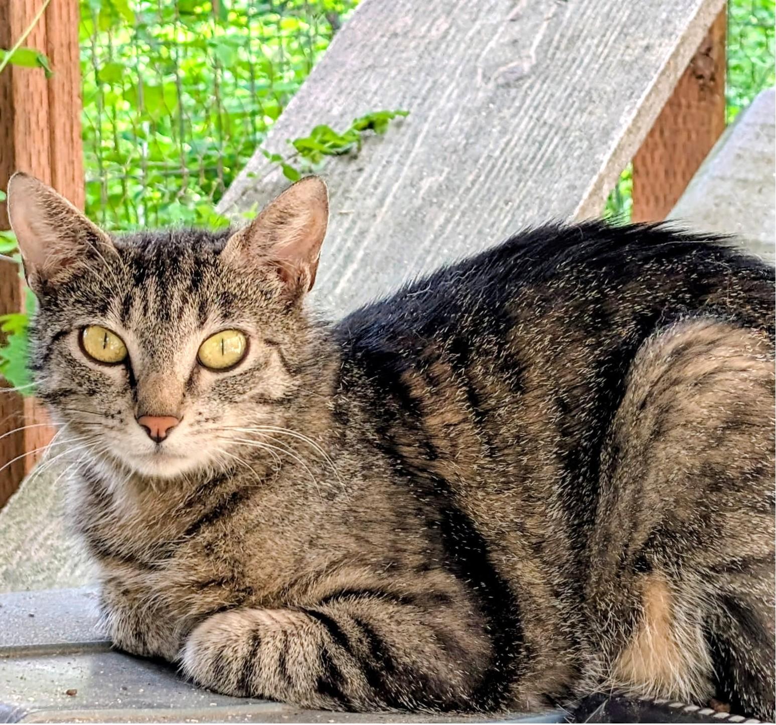 Enlarge Mika, Sweet, Gorgeous Girl, a ADOPTABLE Tabby in Newport, WA image 2/6