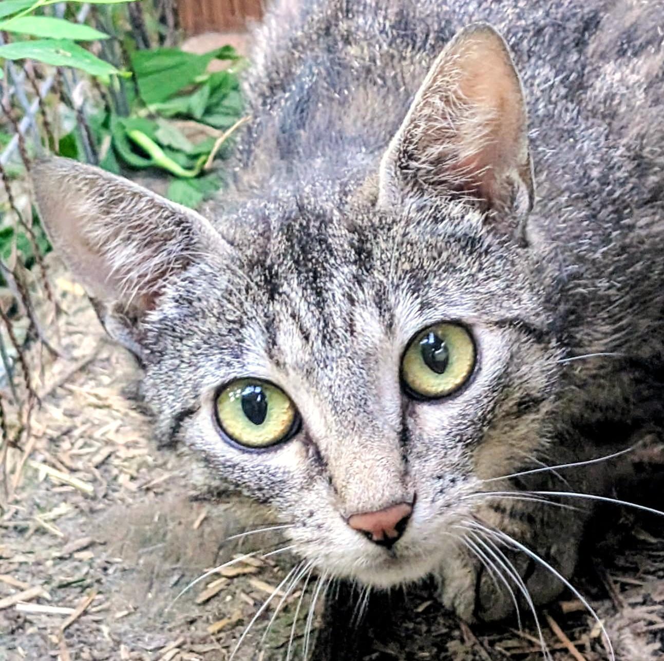 Enlarge Mika, Sweet, Gorgeous Girl, a ADOPTABLE Tabby in Newport, WA image 3/6