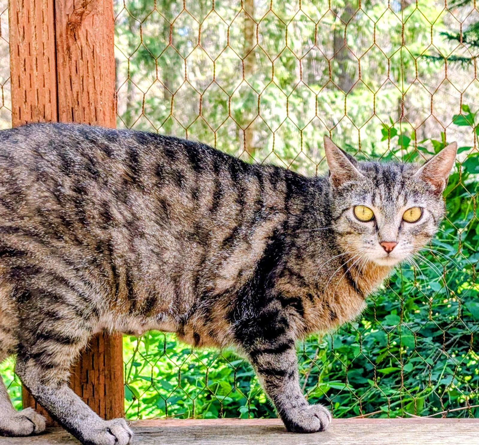 Enlarge Mika, Sweet, Gorgeous Girl, a ADOPTABLE Tabby in Newport, WA image 5/6